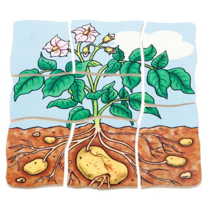 Kihiline kartulipusle