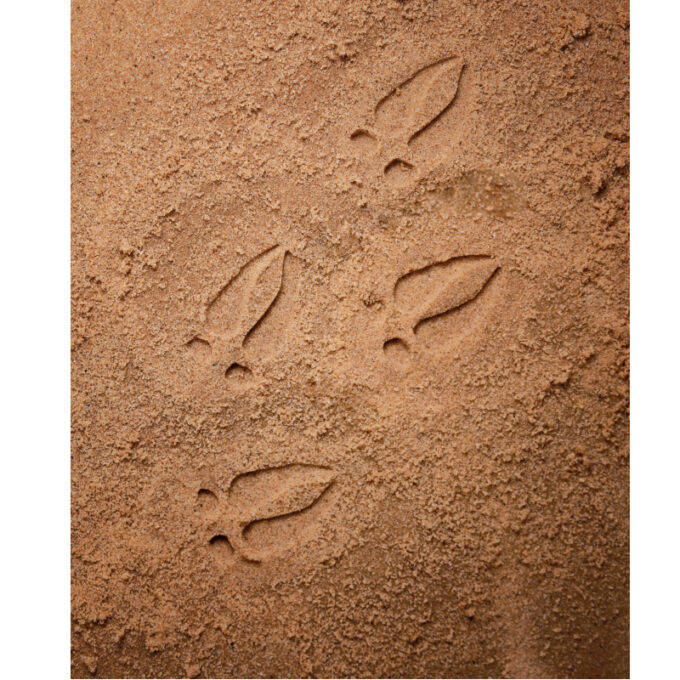 Kivist templid "Rohumaa jalajäljed"