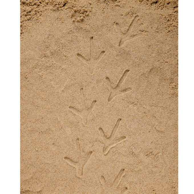 Kivist templid "Taluõue jalajäljed"