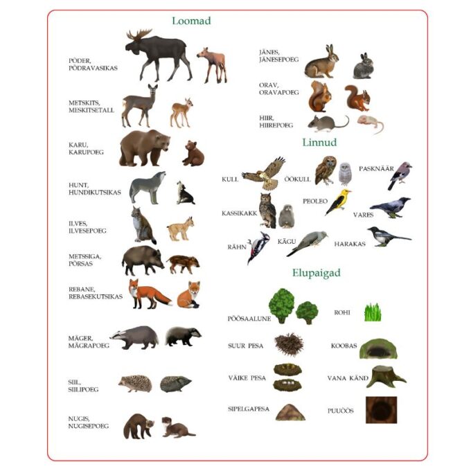 Suur magnetiline õppemäng "Mets" postriga