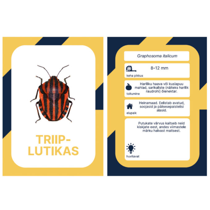 Õppekaardid "Eesti putukad"