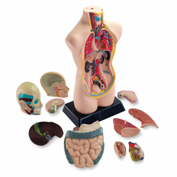 Inimkeha anatoomiline mudel