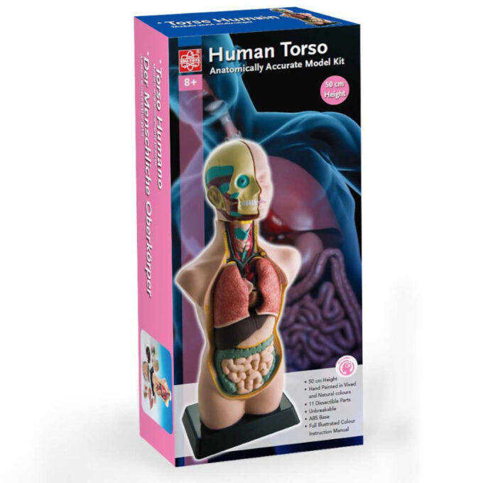 Inimkeha anatoomiline mudel