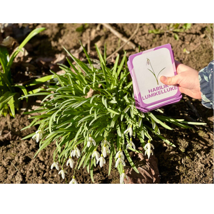 Õppekaardid "Eesti niidu- ja metsalilled"