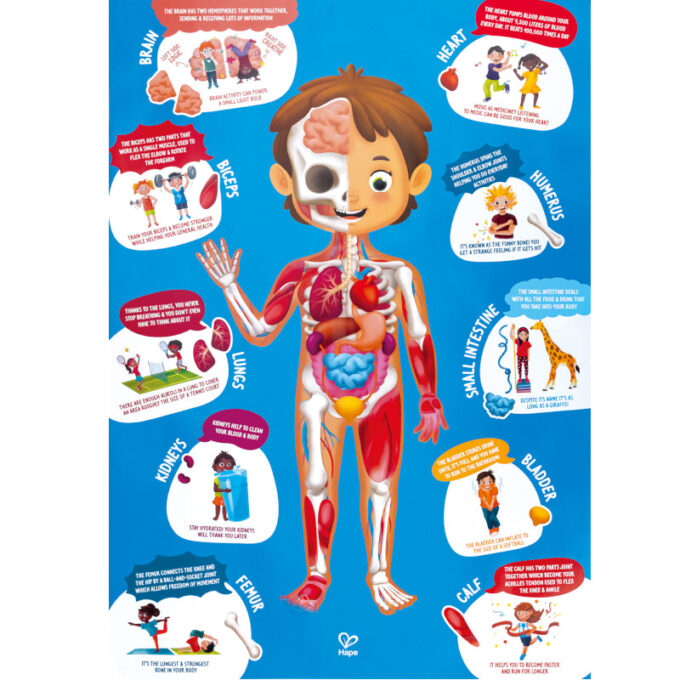 XXL puslemäng "Minu keha"